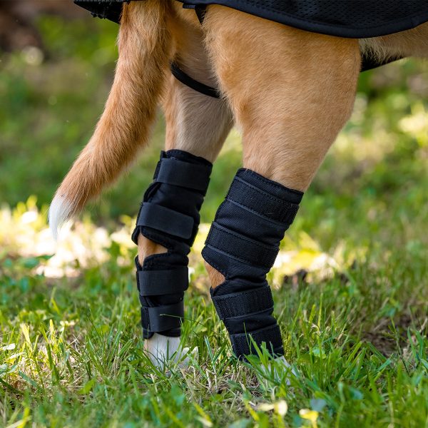 Back on Track Dog Hock Brace - Image 2