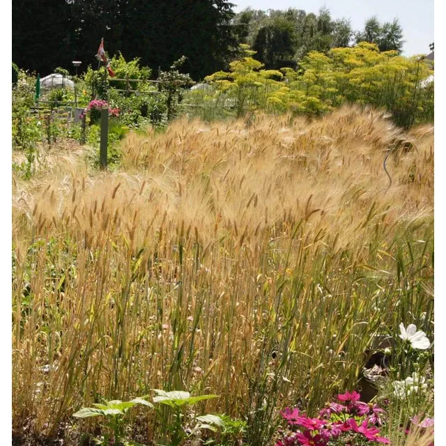 West Coast Seeds - Barley Seeds - Barley 125g - Image 2