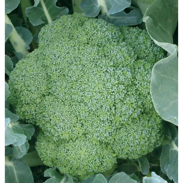 West Coast Seeds Broccoli - Green Magic F1   0.25g