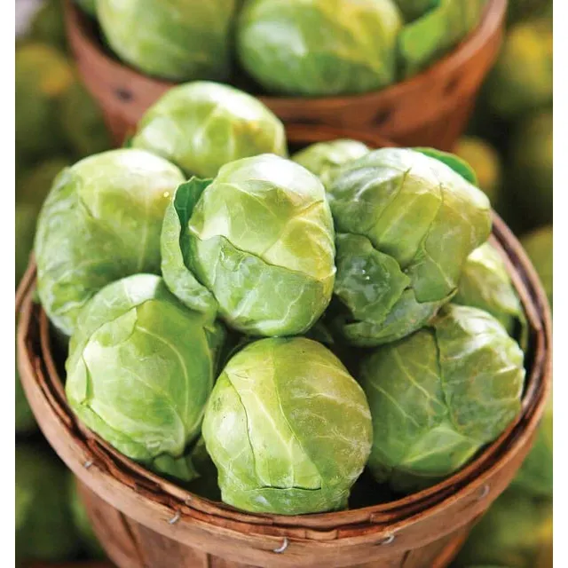West Coast Seeds Brussel Sprouts - Gustus F1  0.15g