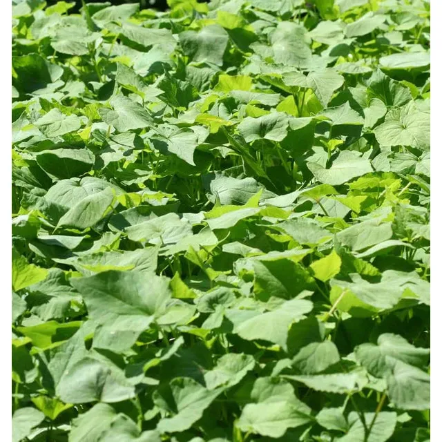 West Coast Seeds - Buckwheat Cover Crop Seeds - Buckwheat   75g - Image 2
