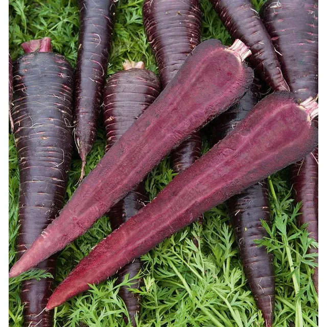 West Coast Seeds Carrots - Deep Purple F1 Coated 125 Seeds