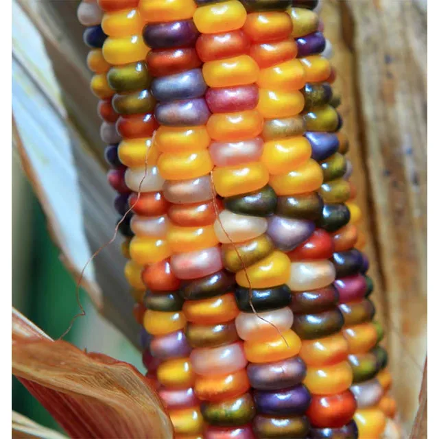 West Coast Seeds Corn - Glass Gem Organic 10g