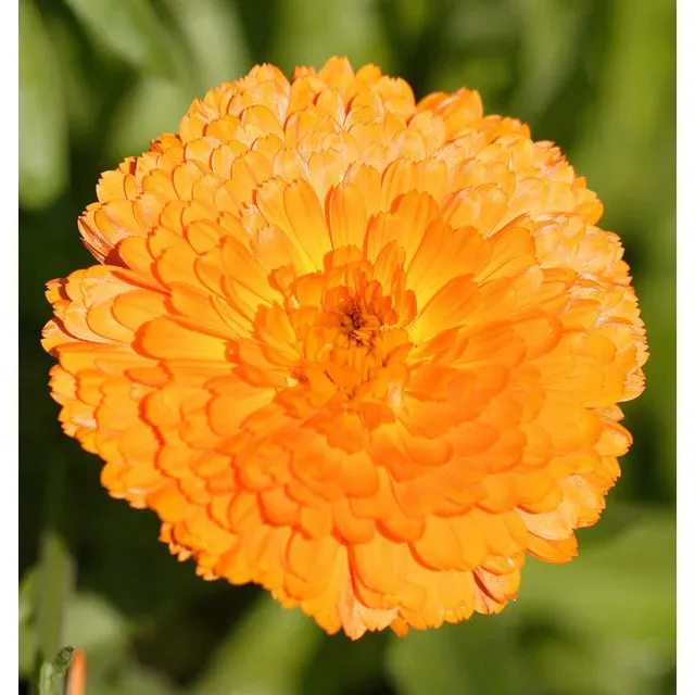 West Coast Seeds Flower Seeds - Calendula Seeds - Indian Prince 1g - Image 2