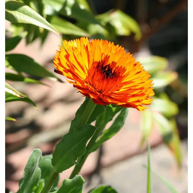 West Coast Seeds Flower Seeds - Calendula Seeds - Indian Prince 1g - Image 3