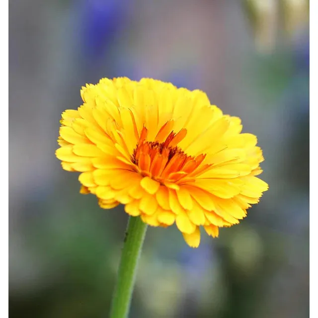 West Coast Seeds Flower Seeds - Calendula Seeds - Indian Prince 1g - Image 4