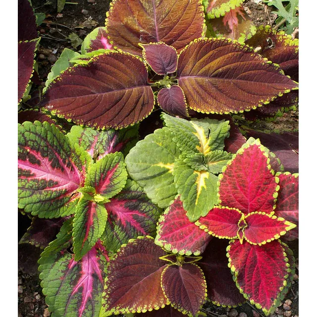 West Coast Seeds Flower Seeds - Coleus - Rainbow Mix  0.5g