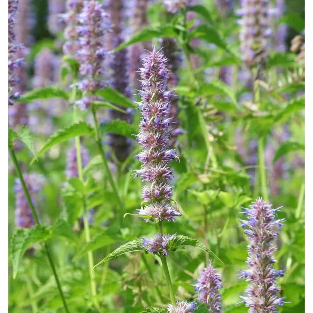 West Coast Seeds - Flower Seeds - Licorice Mint Agastache Seeds 0.1 g