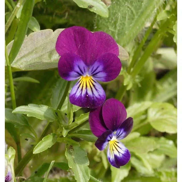 West Coast Seeds Flower Seeds - Pansies & Violas - Johnny Jump Up  0.25g