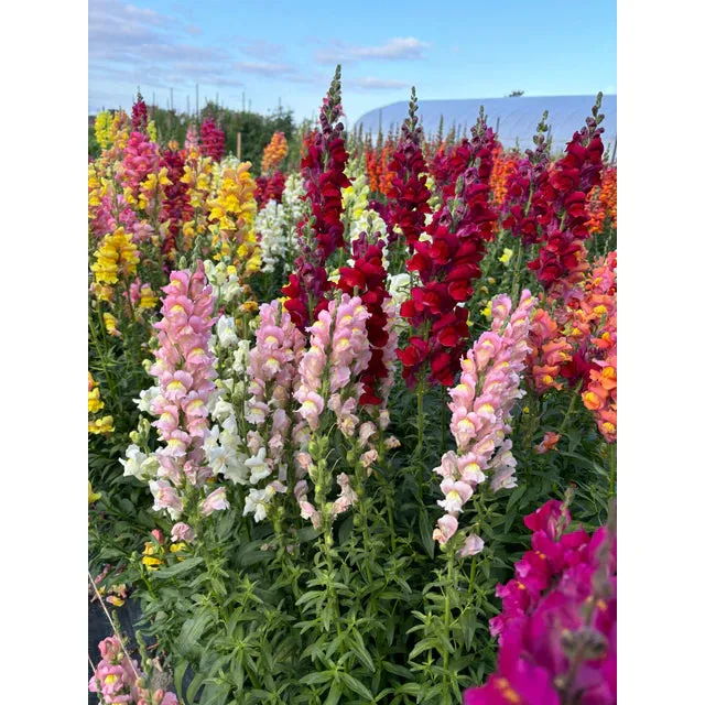 West Coast Seeds Flower Seeds - Snapdragons - Rainbow Mix 10g