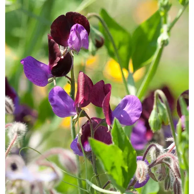 West Coast Seeds Flower Seeds - Sweet Pea Seeds - Matucana  5g