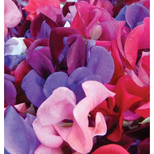 West Coast Seeds Flower Seeds - Sweet Peas - Mammoth Blend 5g