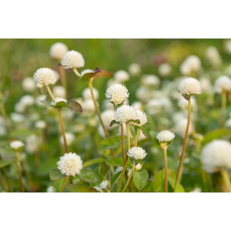 West Coast Seeds - Flower Seeds - White Gomphrena  50 Seeds