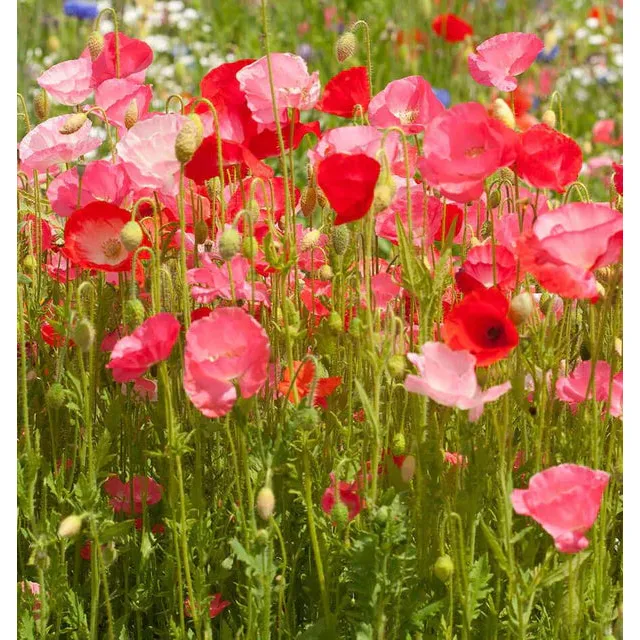 West Coast Seeds Flower Seeds - Wildflowers - Deer Resistant Blend  5g - Image 2