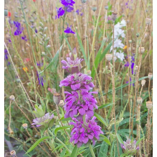 West Coast Seeds Flower Seeds - Wildflowers - Deer Resistant Blend  5g - Image 3
