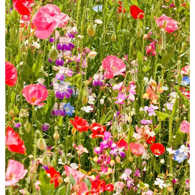 West Coast Seeds Flower Seeds - Wildflowers - Partial Shade Blend 25g