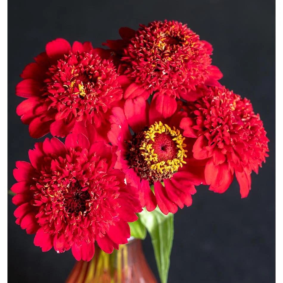 West Coast Seeds - Flower Seeds - Zinnias Sanguinea Cupcake 0.3g