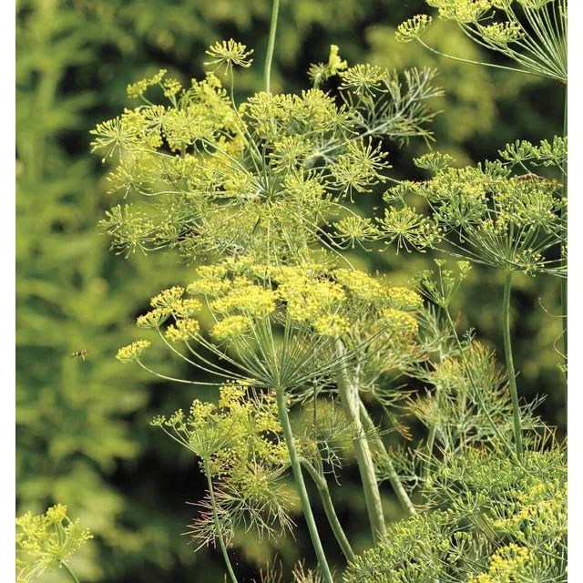 West Coast Seeds - Herb Seeds - Dill - Bouquet   0.5g