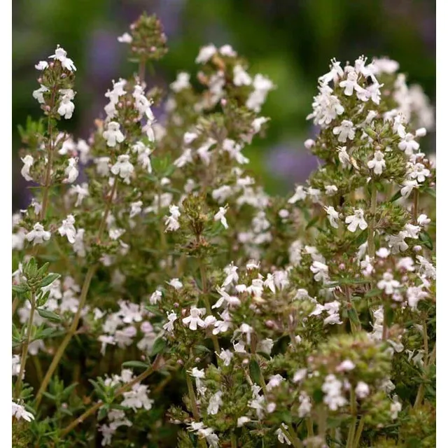 West Coast Seeds Herb Seeds - Winter Thyme 0.1g