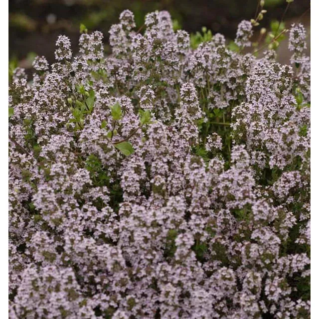 West Coast Seeds Herb Seeds - Winter Thyme 0.1g - Image 2