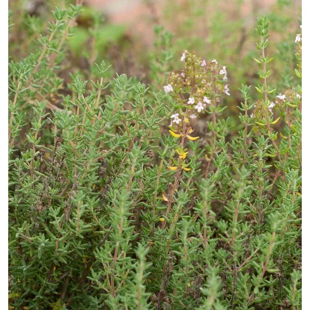 West Coast Seeds Herb Seeds - Winter Thyme 0.1g - Image 3