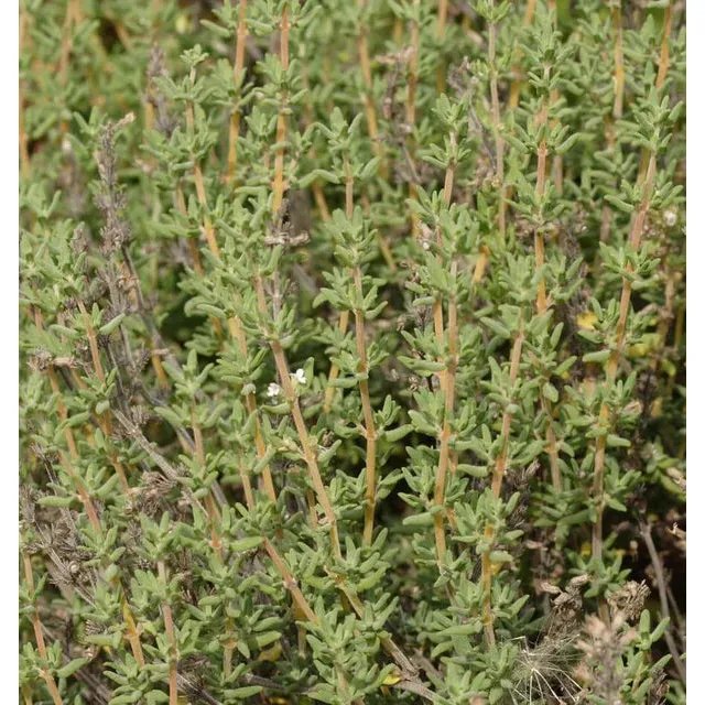 West Coast Seeds Herb Seeds - Winter Thyme 0.1g - Image 4