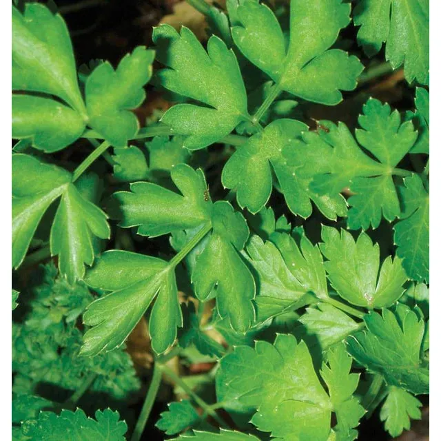 West Coast Seeds Vegetable - Parsley - Dark Green Italian 2g