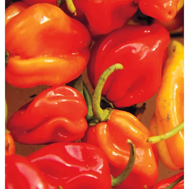 West Coast Seeds Vegetable - Pepper-Hot - Habanero 0.25g