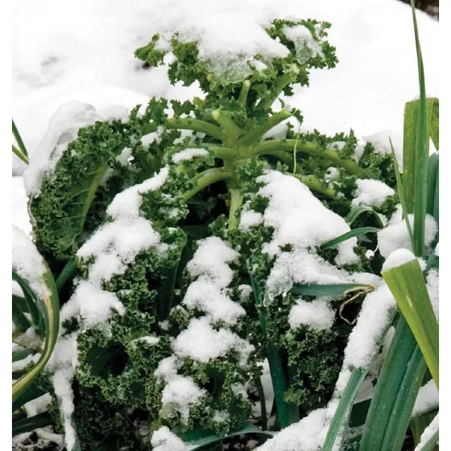 West Coast Seeds Vegetable Seeds - Kale - Winter Blend 1g
