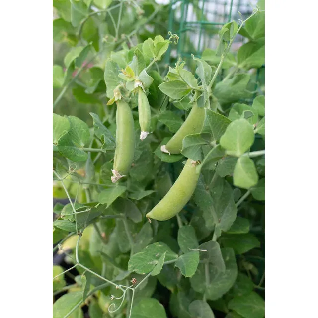 West Coast Seeds Vegetable Seeds - Peas - Little Snappea Crunch 15g