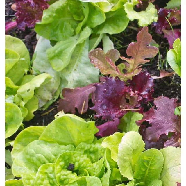 West Coast Seeds - Vegetable Seeds - Lettuce Super Gourmet Salad Blend 5g - Image 2