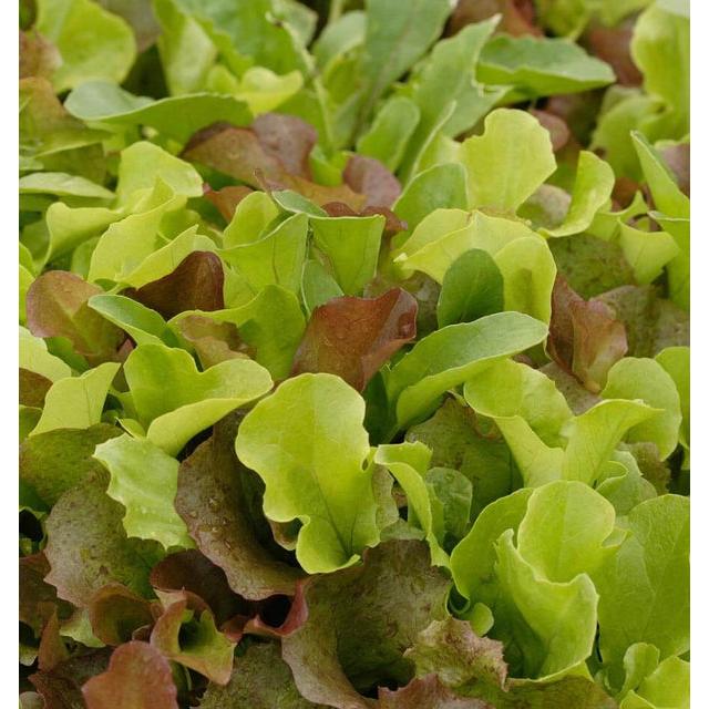 West Coast Seeds - Vegetable Seeds - Lettuce Super Gourmet Salad Blend 5g - Image 3