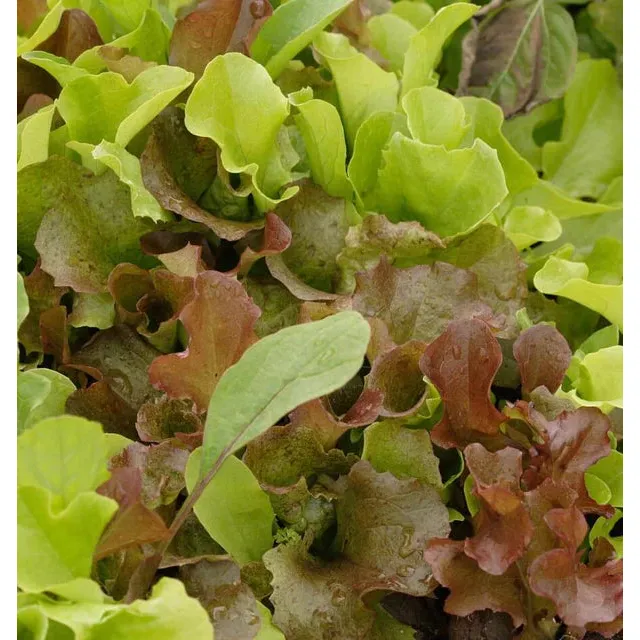 West Coast Seeds - Vegetable Seeds - Lettuce Super Gourmet Salad Blend 5g - Image 4