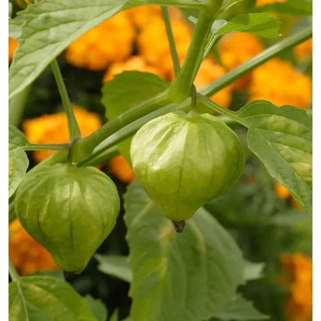 West Coast Seeds - Vegetable Seeds - Toma Verde Tomatillo 0.1 g - Image 2