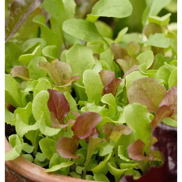 West Coast Seeds - Vegetable Seeds - West Coast Market Mix 5g - Image 2