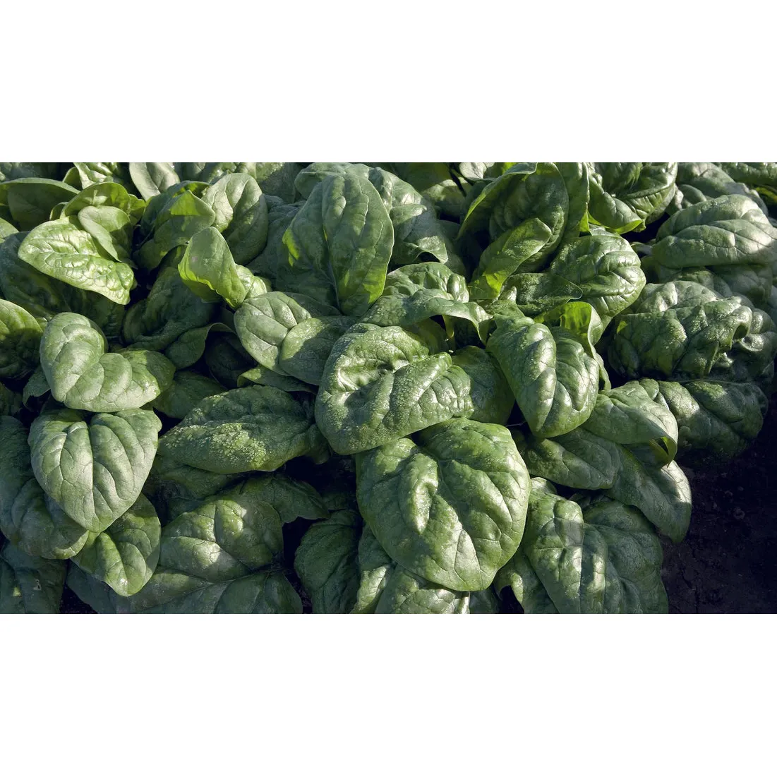 West Coast Seeds Vegetable - Spinach - Space F1 Organic  250 Seeds