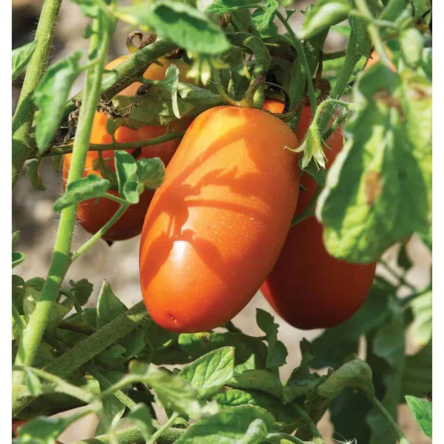West Coast Seeds Vegetable - Tomatoes - San Marzano Lampadina Organic  0.1g